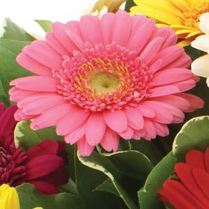 Simply Gerberas